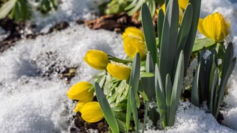 Image for Winter Aconite