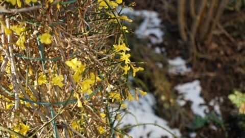 Image for Winter Jasmine