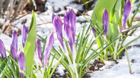 Image for Crocus