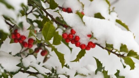 Image for Holly Bush
