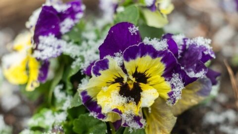 Image for Pansy