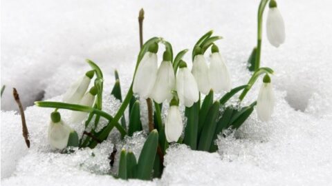 Image for Snowdrops