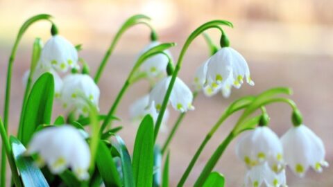 Image for Leucojum/Snowflakes