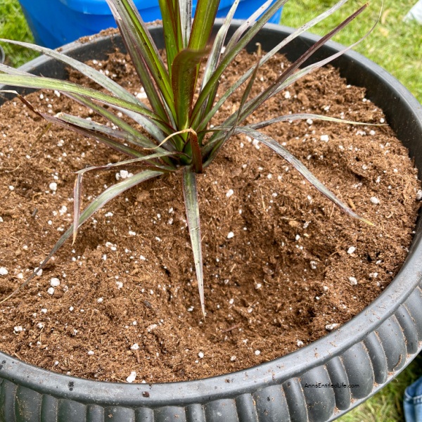 How to Make Beautiful Flower Pots at Home | Easy Plant Steps. Making flower pots at home is a fun and creative way to spruce up your garden or patio. With just a few simple flowers and materials, you can create beautiful and unique flower pots that will add charm to any outdoor space. In this article, you will be shown how to make flower pots at home with step-by-step instructions, so you can start creating your own unique flower planters today!