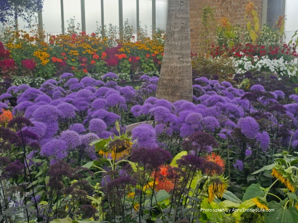 Auckland, New Zealand – Sightseeing and Our Itinerary. Our Auckland  trip with attractions, scenic views, and local food highlights. This was a lovely sightseeing adventure in New Zealand.
