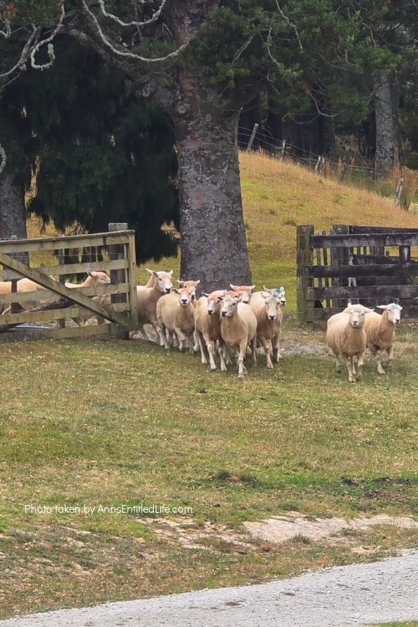 Auckland, New Zealand – Sightseeing and Our Itinerary. Our Auckland  trip with attractions, scenic views, and local food highlights. This was a lovely sightseeing adventure in New Zealand.