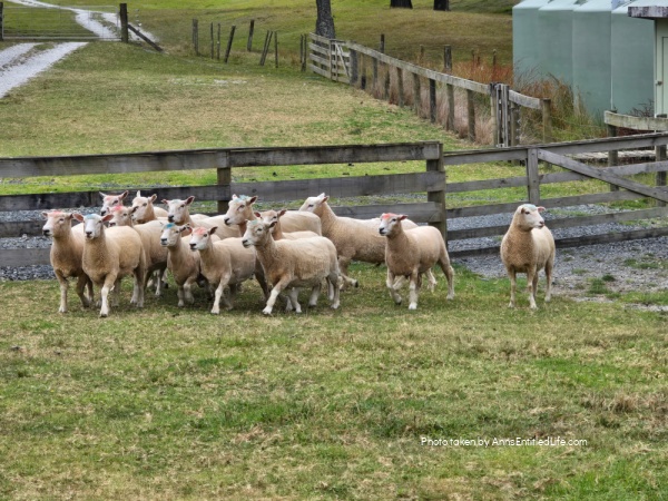 Auckland, New Zealand – Sightseeing and Our Itinerary. Our Auckland  trip with attractions, scenic views, and local food highlights. This was a lovely sightseeing adventure in New Zealand.