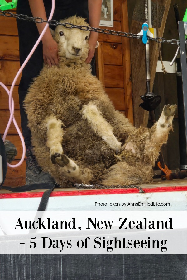 a sheep on its butt