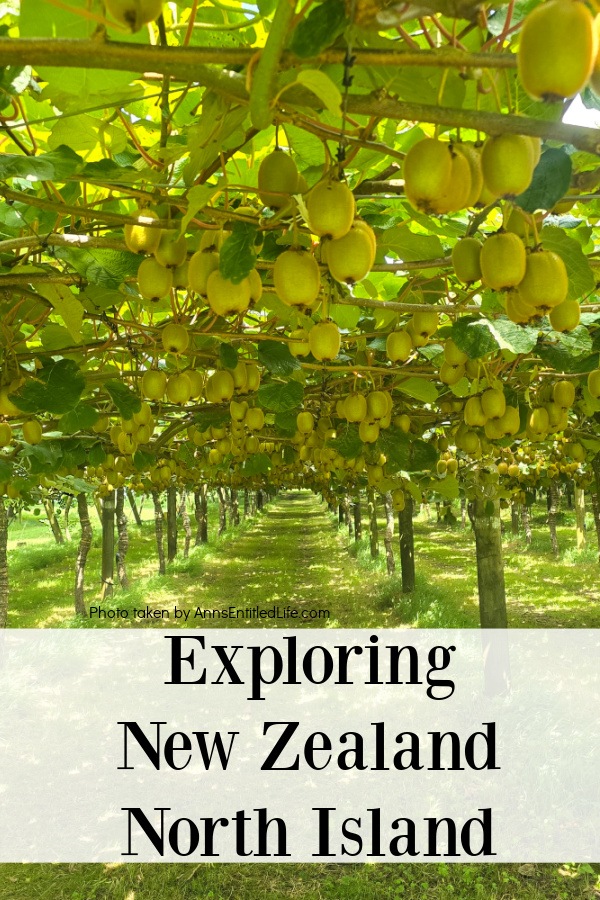 Kiwi fruit in a grove
