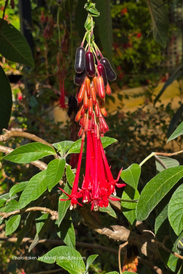 Two Days in Tasmania: Short Stay Itinerary. Plan the perfect 2-day trip to Tasmania, Australia with must-see attractions, travel tips, and a detailed itinerary to make the most of your short stay.