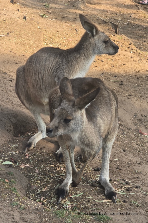 Two Days in Tasmania: Short Stay Itinerary. Plan the perfect 2-day trip to Tasmania, Australia with must-see attractions, travel tips, and a detailed itinerary to make the most of your short stay.