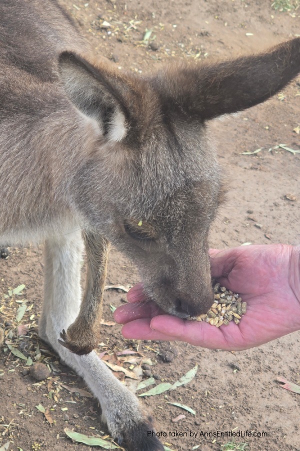 Two Days in Tasmania: Short Stay Itinerary. Plan the perfect 2-day trip to Tasmania, Australia with must-see attractions, travel tips, and a detailed itinerary to make the most of your short stay.