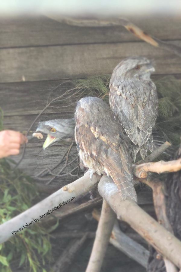 Two Days in Tasmania: Short Stay Itinerary. Plan the perfect 2-day trip to Tasmania, Australia with must-see attractions, travel tips, and a detailed itinerary to make the most of your short stay.