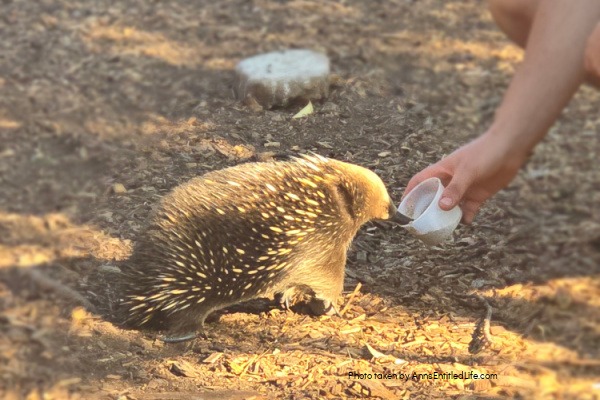 Two Days in Tasmania: Short Stay Itinerary. Plan the perfect 2-day trip to Tasmania, Australia with must-see attractions, travel tips, and a detailed itinerary to make the most of your short stay.