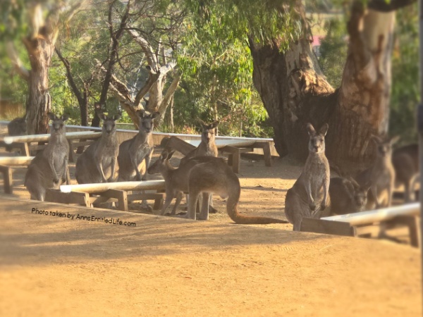 Two Days in Tasmania: Short Stay Itinerary. Plan the perfect 2-day trip to Tasmania, Australia with must-see attractions, travel tips, and a detailed itinerary to make the most of your short stay.