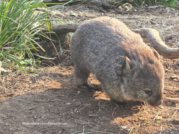 Two Days in Tasmania: Short Stay Itinerary. Plan the perfect 2-day trip to Tasmania, Australia with must-see attractions, travel tips, and a detailed itinerary to make the most of your short stay.