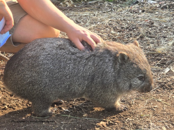 Two Days in Tasmania: Short Stay Itinerary. Plan the perfect 2-day trip to Tasmania, Australia with must-see attractions, travel tips, and a detailed itinerary to make the most of your short stay.