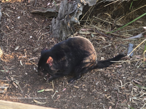 Two Days in Tasmania: Short Stay Itinerary. Plan the perfect 2-day trip to Tasmania, Australia with must-see attractions, travel tips, and a detailed itinerary to make the most of your short stay.