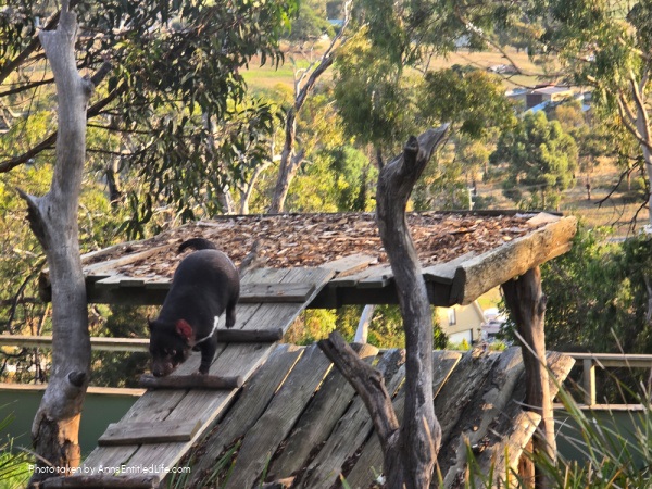 Two Days in Tasmania: Short Stay Itinerary. Plan the perfect 2-day trip to Tasmania, Australia with must-see attractions, travel tips, and a detailed itinerary to make the most of your short stay.