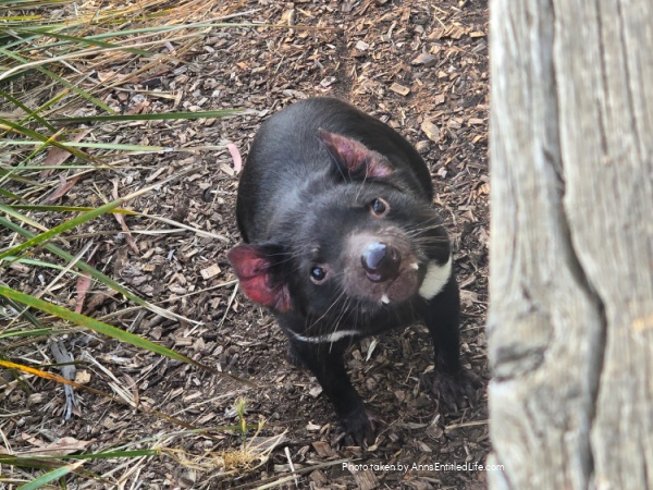 Two Days in Tasmania: Short Stay Itinerary. Plan the perfect 2-day trip to Tasmania, Australia with must-see attractions, travel tips, and a detailed itinerary to make the most of your short stay.