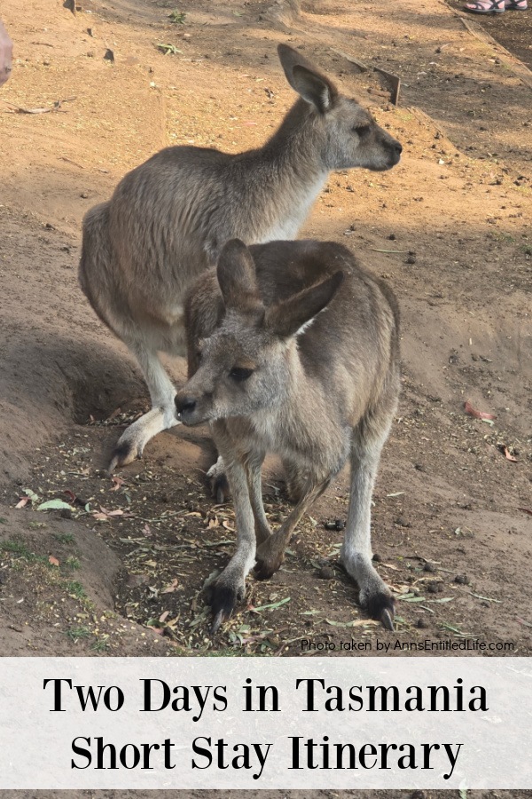 Two kangaroo at the Bonorong Wildlife Sanctuary