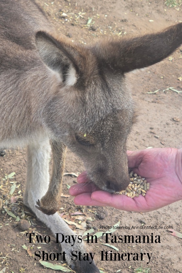 A woman (me) hand feeding a kangaroo