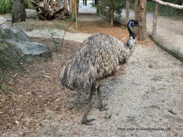 Two Days in Melbourne, Australia: Our Itinerary. Plan the perfect two-day trip to Melbourne, Australia with must-see attractions, local dining spots, and itinerary tips to make the most of your short stay.