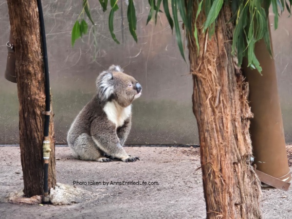 Two Days in Melbourne, Australia: Our Itinerary. Plan the perfect two-day trip to Melbourne, Australia with must-see attractions, local dining spots, and itinerary tips to make the most of your short stay.