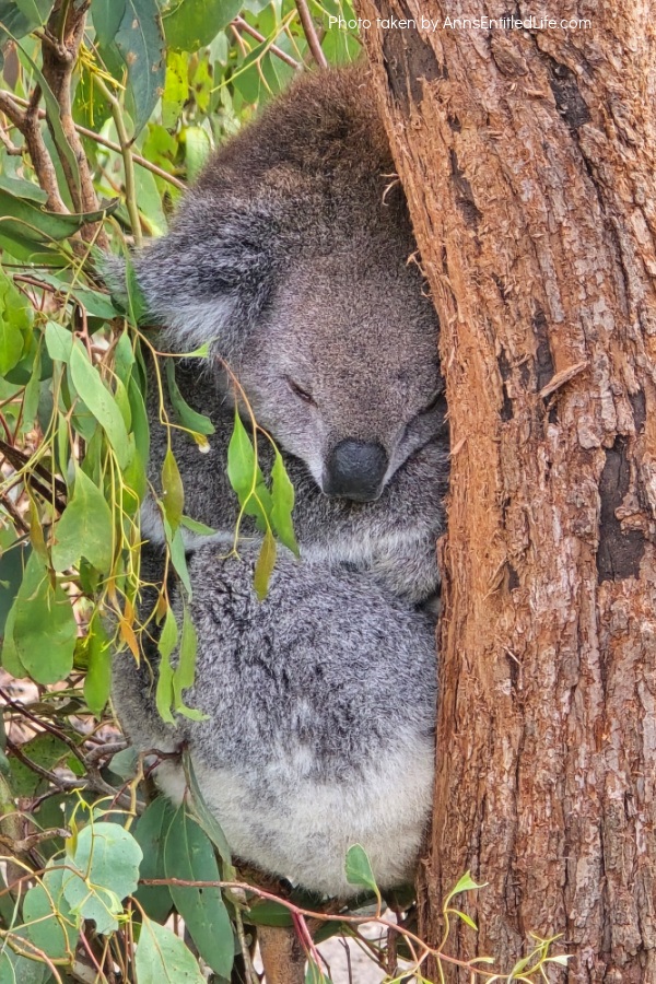 Two Days in Melbourne, Australia: Our Itinerary. Plan the perfect two-day trip to Melbourne, Australia with must-see attractions, local dining spots, and itinerary tips to make the most of your short stay.