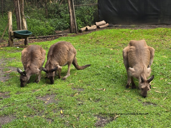 Two Days in Melbourne, Australia: Our Itinerary. Plan the perfect two-day trip to Melbourne, Australia with must-see attractions, local dining spots, and itinerary tips to make the most of your short stay.