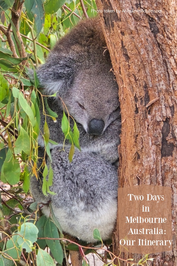 A close up photo of a koala sleeping in a tree