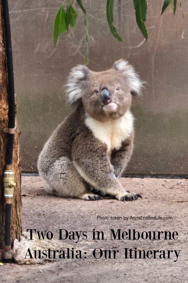 A koala sitting on the ground straing at the camera