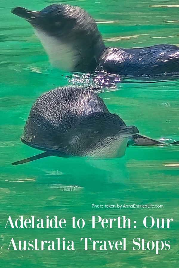 Adelaide to Perth: Our Australia Travel Stops Two little penguins swimming in the pool at the Caversham Wildlife Park