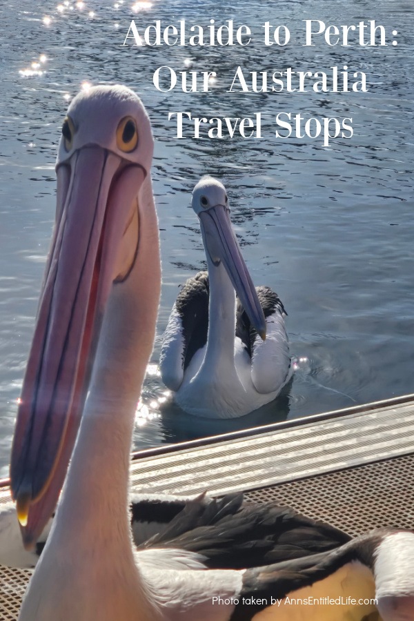 Adelaide to Perth: Our Australia Travel Stops Two Australian pelicans staring at the camera