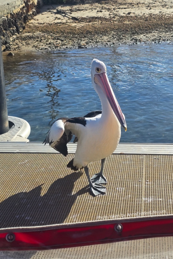 Adelaide to Perth: Our Australia Travel Stops Adelaide to Perth: Our Australia Travel Stops. Explore Adelaide, Port Lincoln, Esperance, Albany, Fremantle, and Perth with tips on scenic drives, coastal towns, local highlights, and travel planning advice.