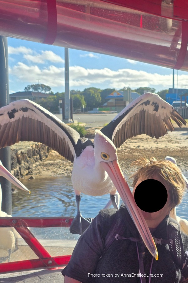 Adelaide to Perth: Our Australia Travel Stops Adelaide to Perth: Our Australia Travel Stops. Explore Adelaide, Port Lincoln, Esperance, Albany, Fremantle, and Perth with tips on scenic drives, coastal towns, local highlights, and travel planning advice.