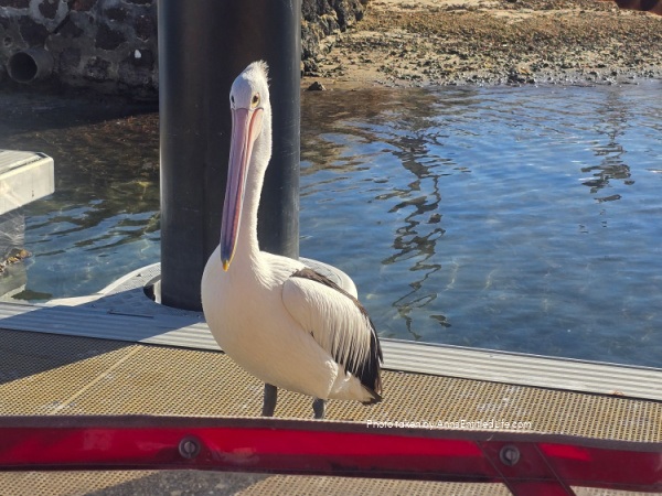 Adelaide to Perth: Our Australia Travel Stops Adelaide to Perth: Our Australia Travel Stops. Explore Adelaide, Port Lincoln, Esperance, Albany, Fremantle, and Perth with tips on scenic drives, coastal towns, local highlights, and travel planning advice.