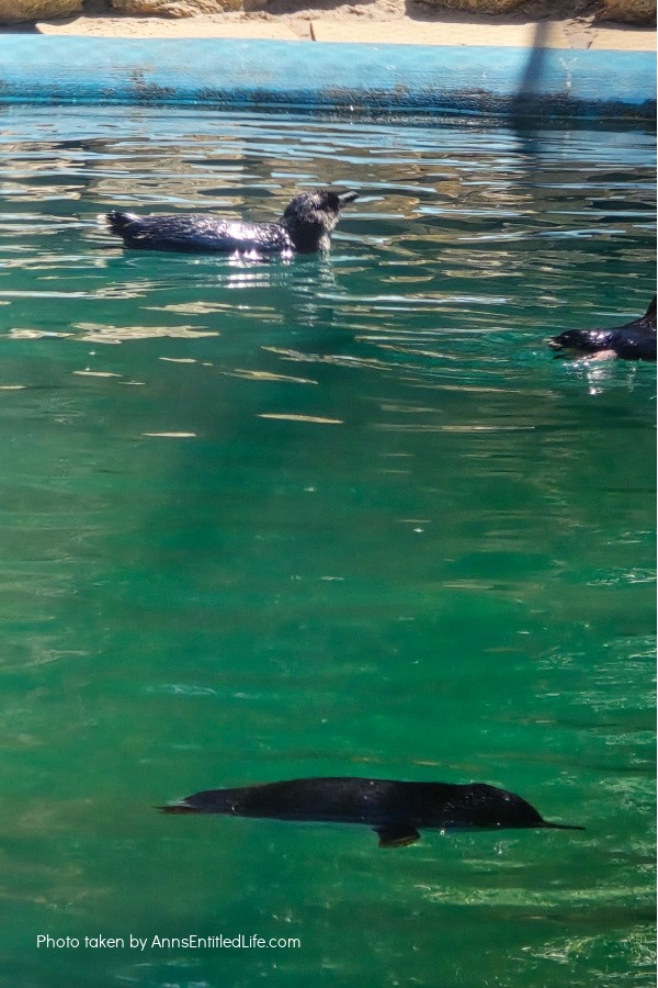 Adelaide to Perth: Our Australia Travel Stops Adelaide to Perth: Our Australia Travel Stops. Explore Adelaide, Port Lincoln, Esperance, Albany, Fremantle, and Perth with tips on scenic drives, coastal towns, local highlights, and travel planning advice.