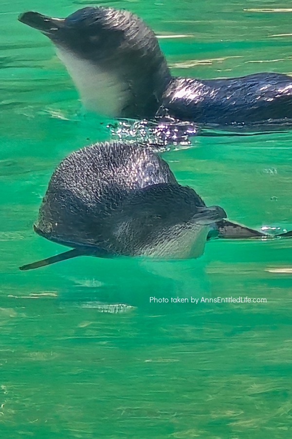 Adelaide to Perth: Our Australia Travel Stops Adelaide to Perth: Our Australia Travel Stops. Explore Adelaide, Port Lincoln, Esperance, Albany, Fremantle, and Perth with tips on scenic drives, coastal towns, local highlights, and travel planning advice.