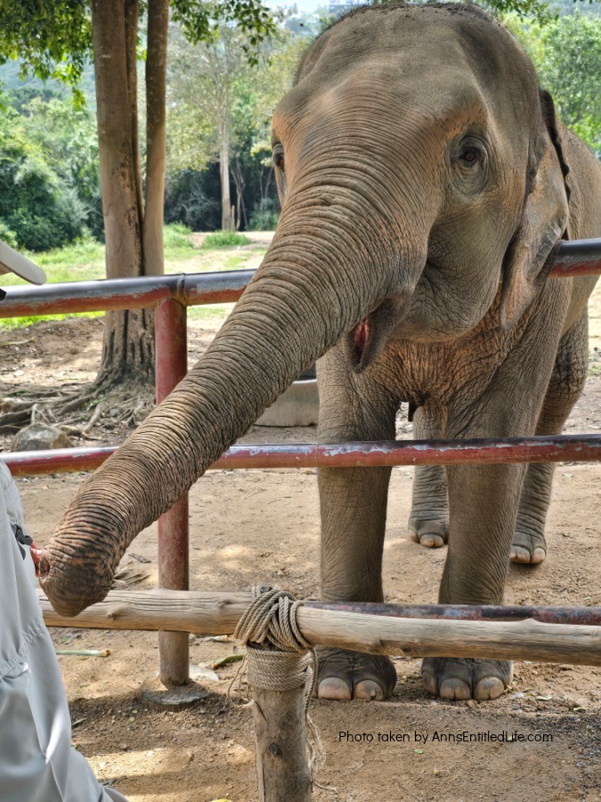 Short Stay in Thailand: Elephants, Food & Cultural Gems. Our short stay in Thailand with attractions, local cuisine, and travel tips. Dive into bustling markets, river life, and cultural highlights on this unforgettable escape.
