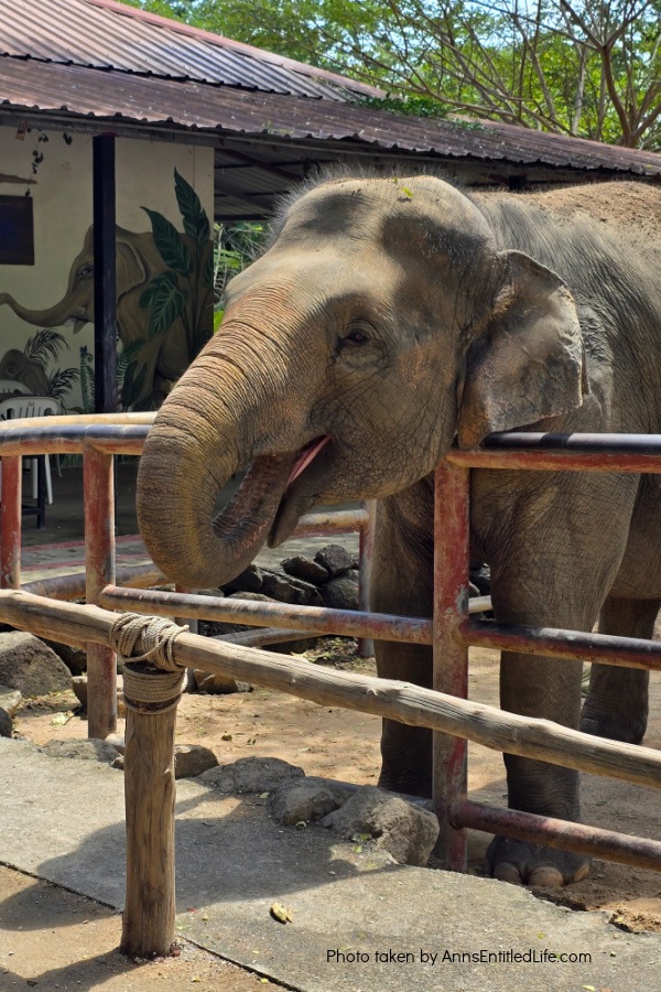 Short Stay in Thailand: Elephants, Food & Cultural Gems. Our short stay in Thailand with attractions, local cuisine, and travel tips. Dive into bustling markets, river life, and cultural highlights on this unforgettable escape.