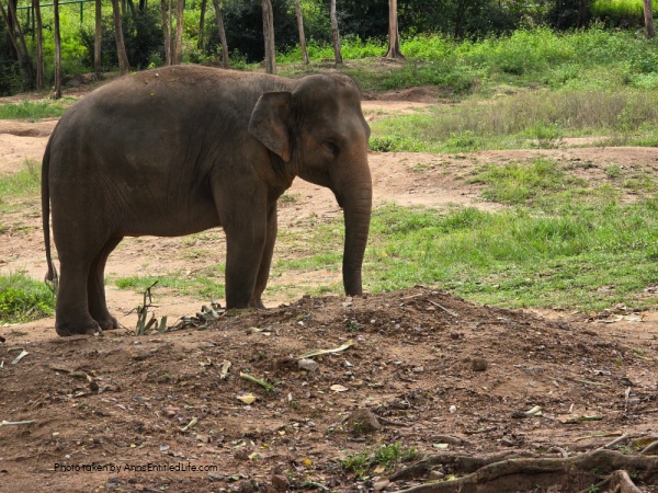 Short Stay in Thailand: Elephants, Food & Cultural Gems. Our short stay in Thailand with attractions, local cuisine, and travel tips. Dive into bustling markets, river life, and cultural highlights on this unforgettable escape.