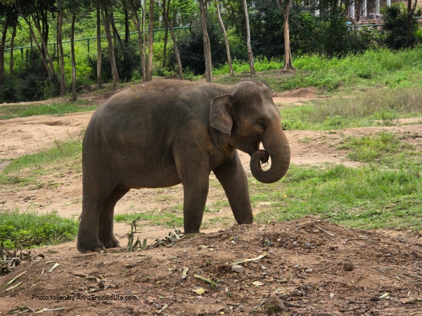 Short Stay in Thailand: Elephants, Food & Cultural Gems. Our short stay in Thailand with attractions, local cuisine, and travel tips. Dive into bustling markets, river life, and cultural highlights on this unforgettable escape.