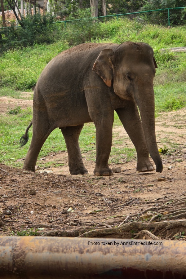 Short Stay in Thailand: Elephants, Food & Cultural Gems. Our short stay in Thailand with attractions, local cuisine, and travel tips. Dive into bustling markets, river life, and cultural highlights on this unforgettable escape.