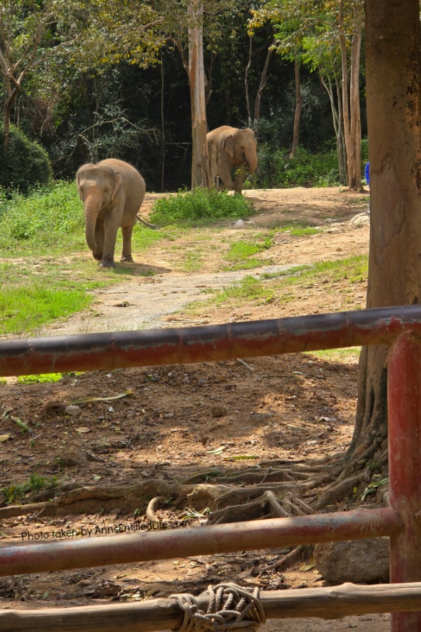 Short Stay in Thailand: Elephants, Food & Cultural Gems. Our short stay in Thailand with attractions, local cuisine, and travel tips. Dive into bustling markets, river life, and cultural highlights on this unforgettable escape.