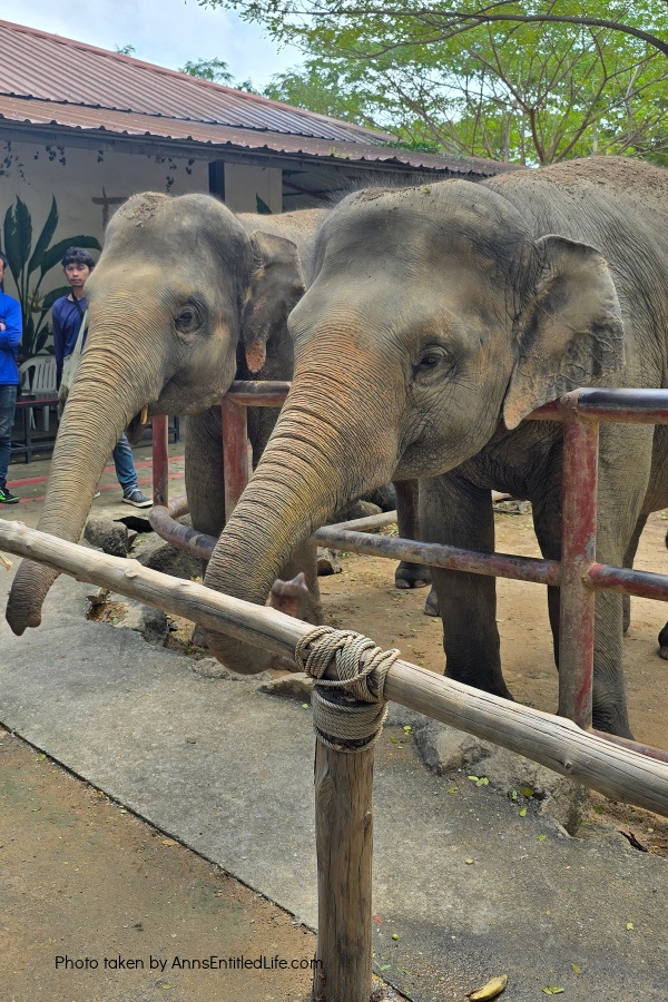 Short Stay in Thailand: Elephants, Food & Cultural Gems. Our short stay in Thailand with attractions, local cuisine, and travel tips. Dive into bustling markets, river life, and cultural highlights on this unforgettable escape.