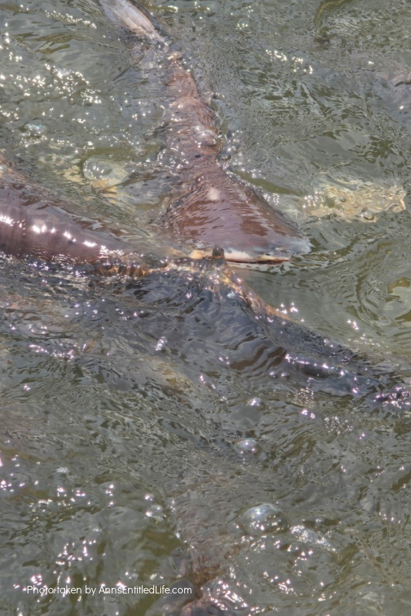 Short Stay in Thailand: Elephants, Food & Cultural Gems. Our short stay in Thailand with attractions, local cuisine, and travel tips. Dive into bustling markets, river life, and cultural highlights on this unforgettable escape.