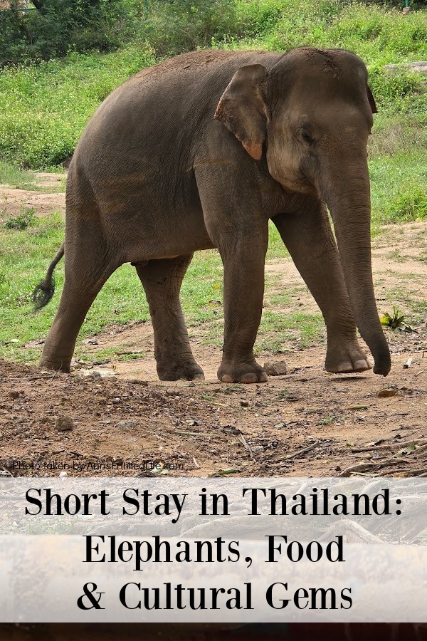 An elephant walking across an elephant sanctuary in Thailand