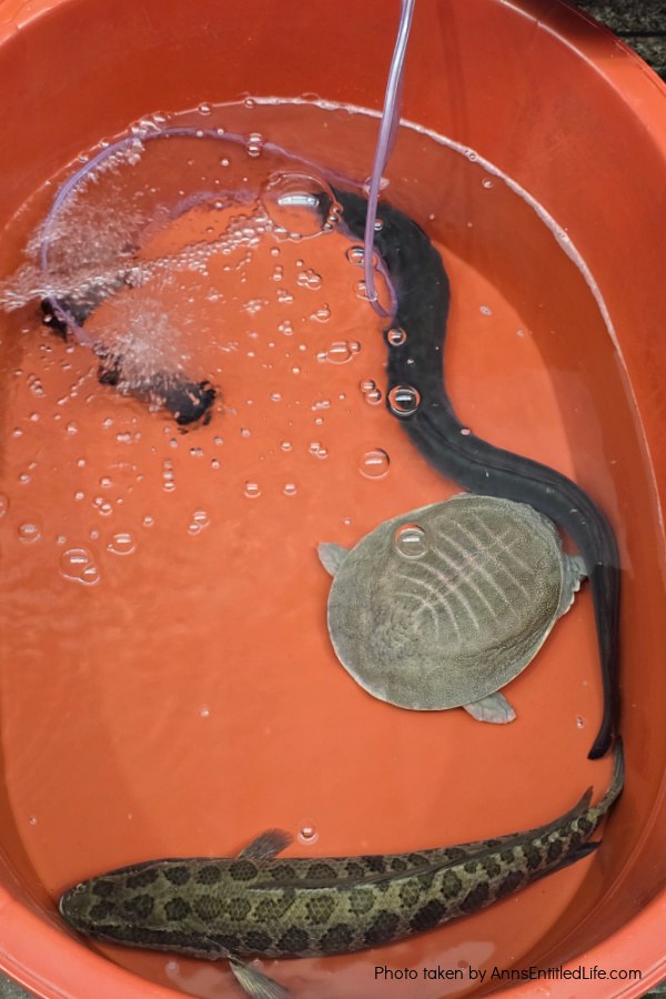 South Korea 4 Days: Seoul, Incheon, Busan, Jeju Island. Our 4-day South Korea cruise stops with Incheon to Seoul highlights. Our port excursions, transport, food, and itinerary and what we did.