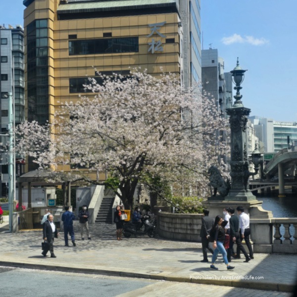 Japan Cruise Stops: Yokohama, Mt Fuji, Kobe, Nagasaki & Kagoshima. This was our Japan vacation through Yokohama, Mt Fuji from Shimizu, Kobe, Nagasaki, and Kagoshima. We had scenic ports, iconic landmarks, and rich cultural experiences on this memorable cruise journey.